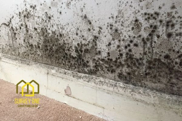 What’s the First Step to Take When You Notice Damp on a Party Wall Milton Keynes?